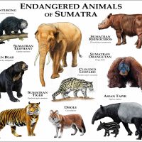Endangered Animals of Sumatran print