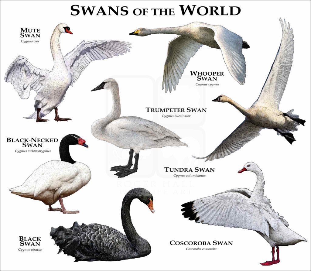 swans-1024x892.jpg