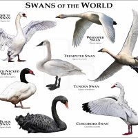 Swans of the World print