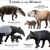 Tapirs of the World print