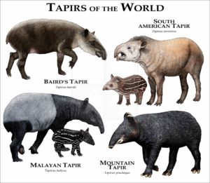 Tapirs of the World print