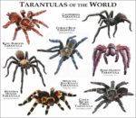 Tarantulas of the World print