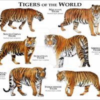 Tiger of the World print