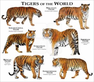 Tiger of the World print