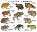 Toads of North America print
