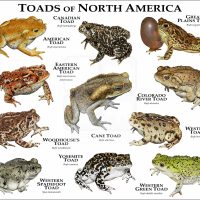 Toads of North America print
