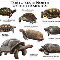Tortoises of North and South America print