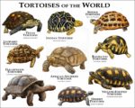 Tortoises-of-the-World Print