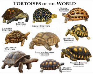Tortoises-of-the-World Print