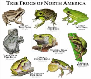 Tree Frogs of North America print