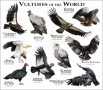Vultures of the World print