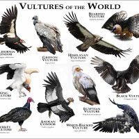 Vultures of the World print
