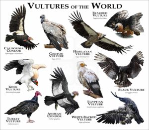 Vultures of the World print