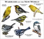 Warblers of the New World print