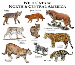 Wild Cats of North and Central America print