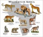 Wild Cats of Africa prinr
