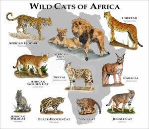 Wild Cats of Africa prinr