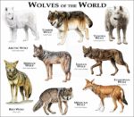 Wolves of the World print