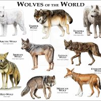 Wolves of the World print