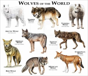 Wolves of the World print