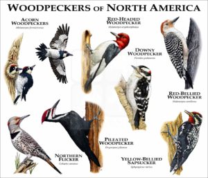 Woodpeckers of North America print