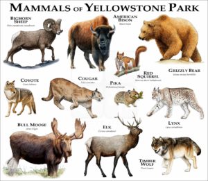Mammals of Yellowstone National Park print