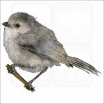 American Bushtit illustration