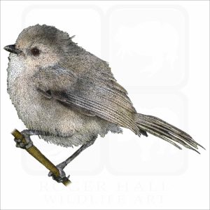 American Bushtit illustration