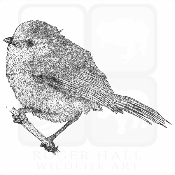 American Bushtit