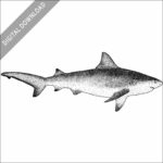 Bull Shark