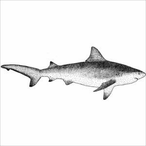 Bull Shark