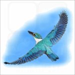 Collared Kingfisher illustration