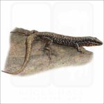 Common Wall Lizard illustration