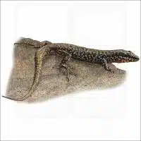 Common Wall Lizard illustration