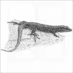 Common Wall Lizard black and white drawing