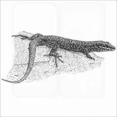 Common Wall Lizard black and white drawing