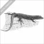 Common Wall Lizard black and white stock drawing