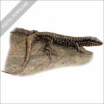 Common Wall Lizard stock image