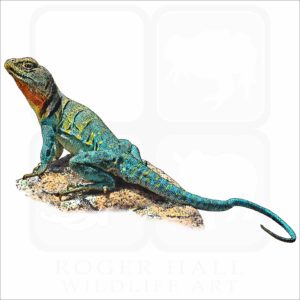 Common Collared Lizard illustration