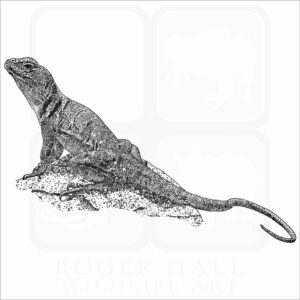 Common Collared Lizard illustration black and white illustration