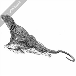 Eastern Collared Lizard black and white stock image
