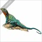 Eastern or Common Collared Lizard stock image
