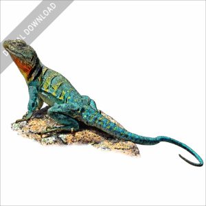 Eastern or Common Collared Lizard stock image