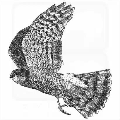 Eurasian Sparrowhawk black and white drawing