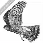 Eurasian Sparrowhawk black and white stock image