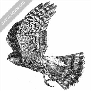 Eurasian Sparrowhawk black and white stock image