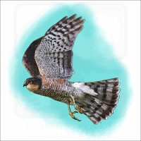 Eurasian Sparrowhawk illustration