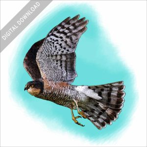 Eurasian Sparrowhawk illustration