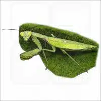 Giant Asian Mantis illustration