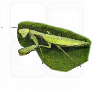 Giant Asian Mantis illustration